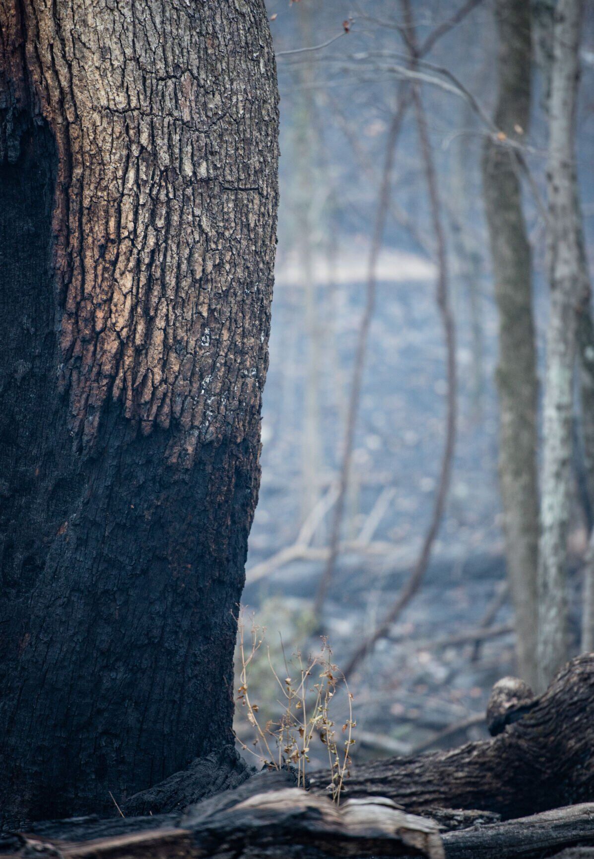 Pilot Mountain Fire Damage